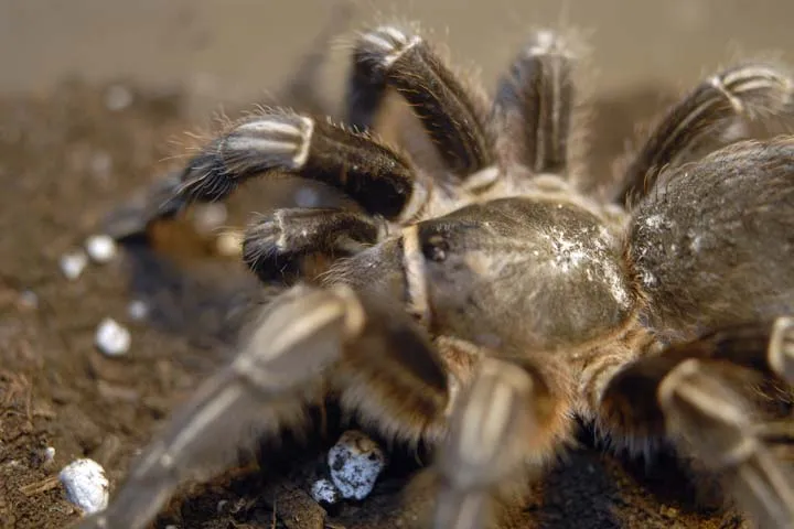 /img/17714-seemani-tarantula-conclusion.webp