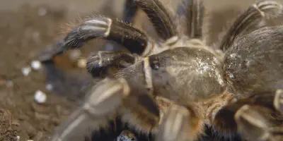 /img/17714-seemani-tarantula-conclusion.webp