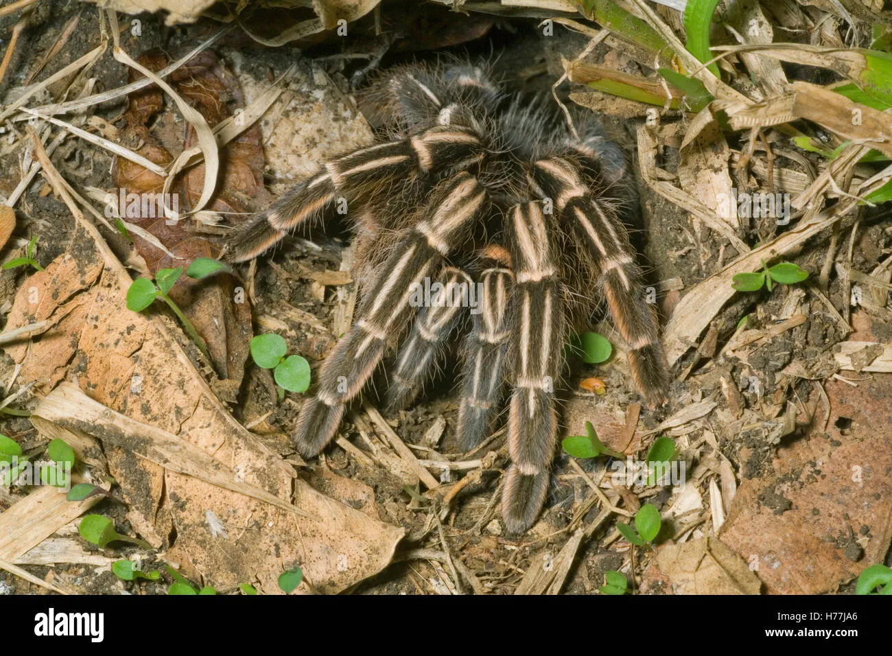 17714 seemani tarantula health