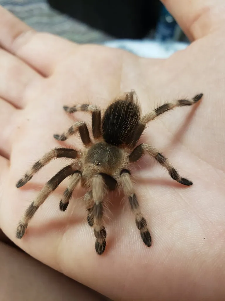 17717 tarantula names image1