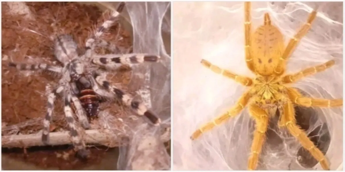17717 tarantula names image2