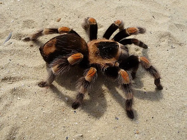 17717 tarantula names image3