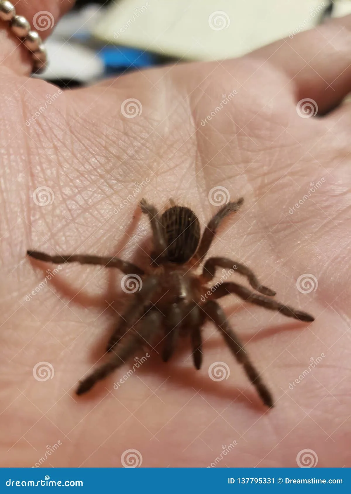 17717 tarantula names image4