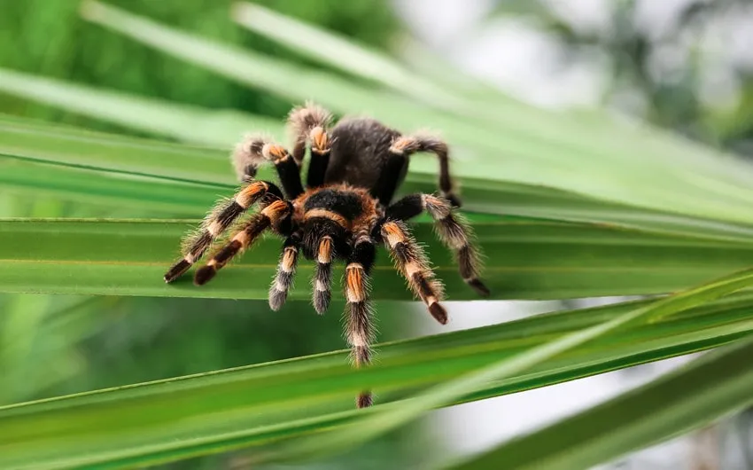/img/17717-tarantula-names-image7.webp