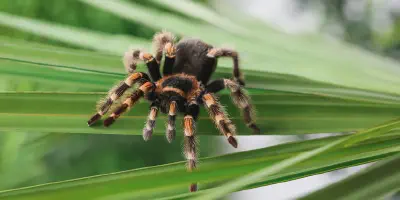 /img/17717-tarantula-names-image7.webp