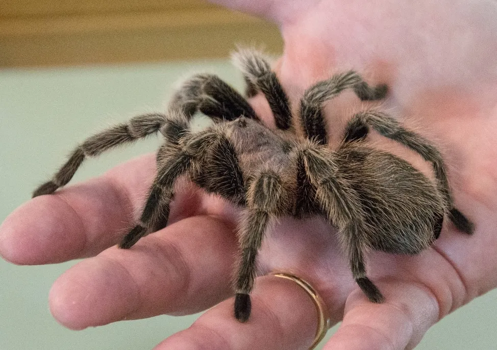/img/17719-tarantula-conservation.webp
