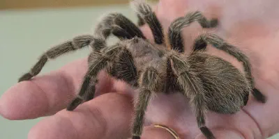 /img/17719-tarantula-conservation.webp