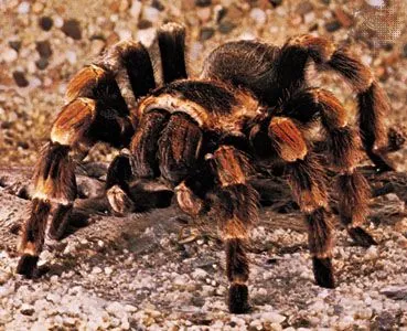 17719 tarantula feeding