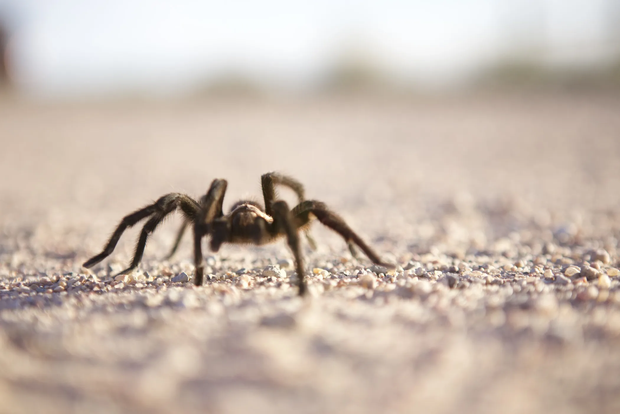17719 tarantula habitat