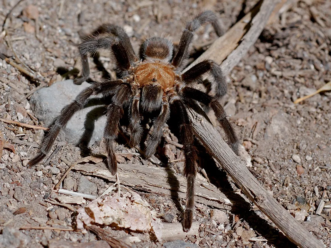 17719 tarantula species