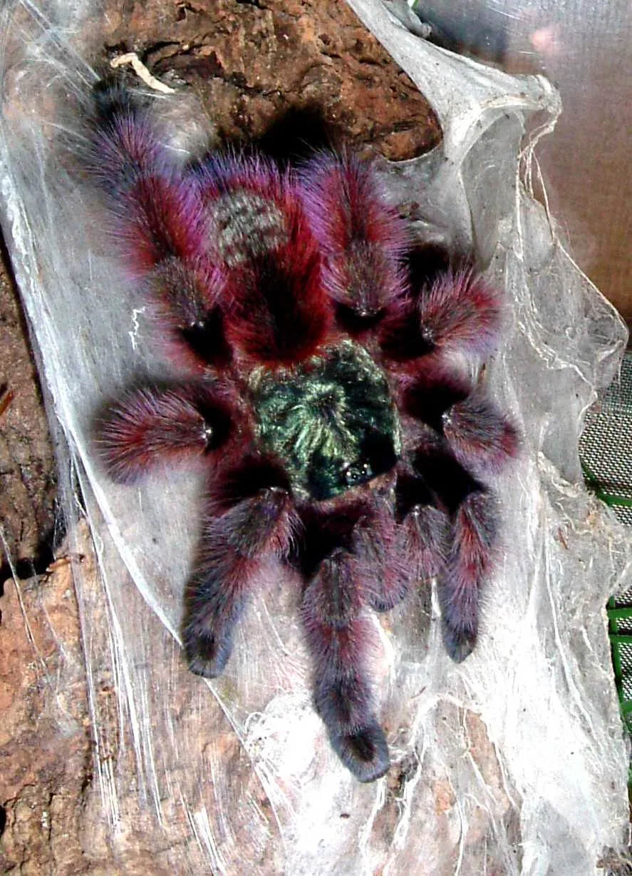 17721 female pink toe tarantula