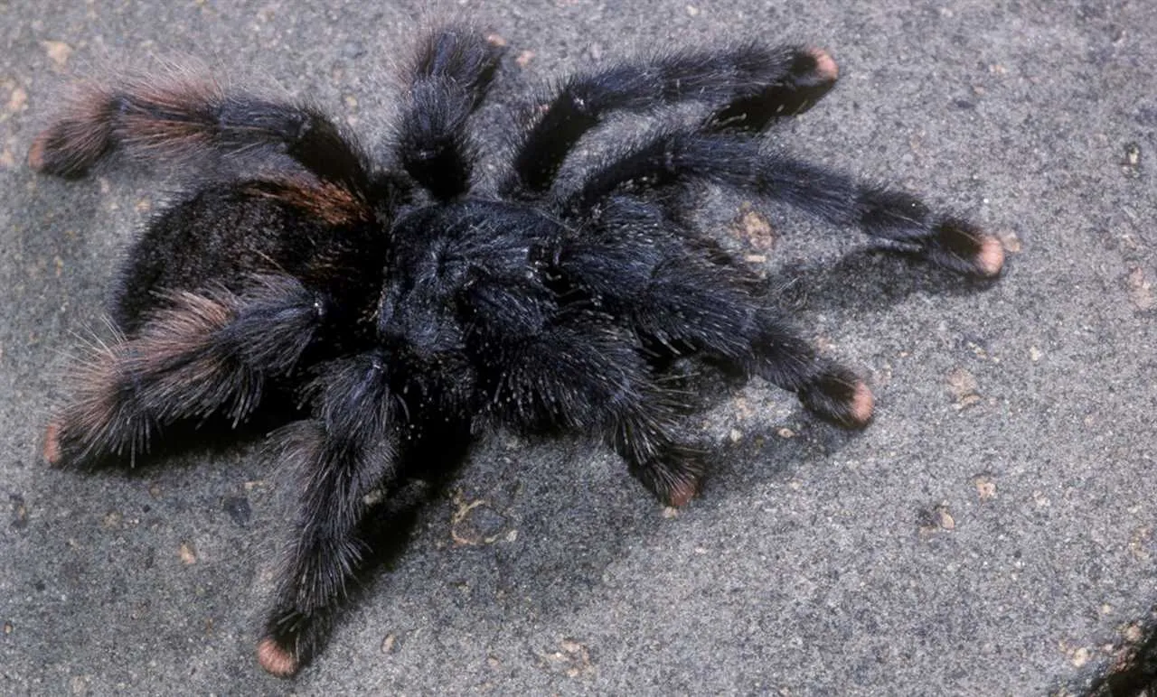 17721 male pink toe tarantula