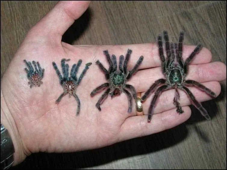 17721 pink toe tarantula behavior