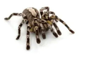 17721 pink toe tarantula habitat