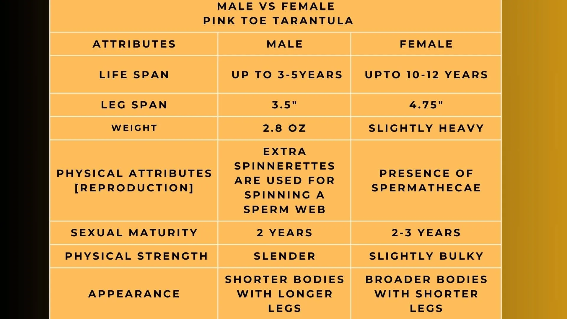 /img/17721-pink-toe-tarantula-handling.webp