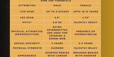 /img/17721-pink-toe-tarantula-handling.webp
