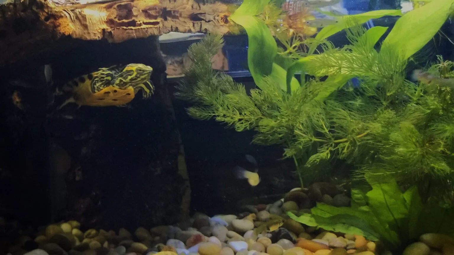 17722 cleaning tarantula decorations