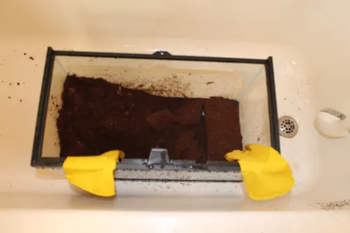 /img/17722-reintroducing-tarantula-tank.webp