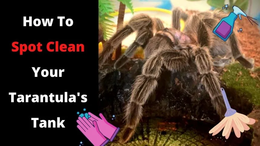 17722 tarantula cleaning supplies