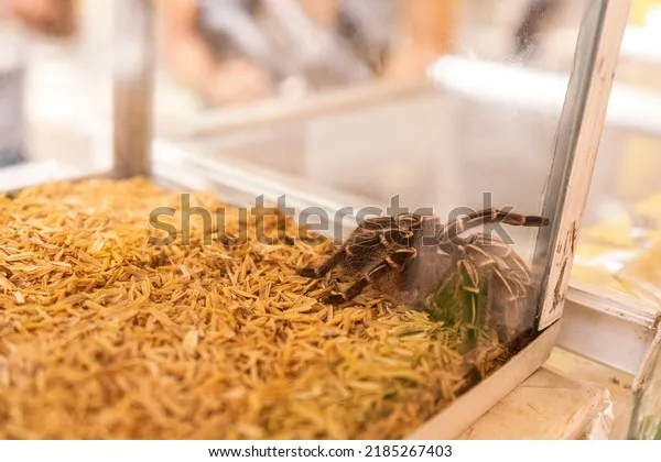 17722 tarantula substrate types