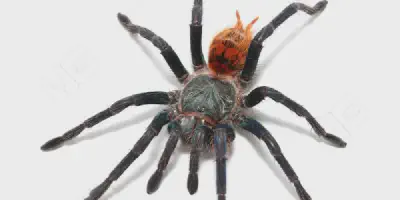 /img/17725-green-bottle-blue-tarantula-health.webp
