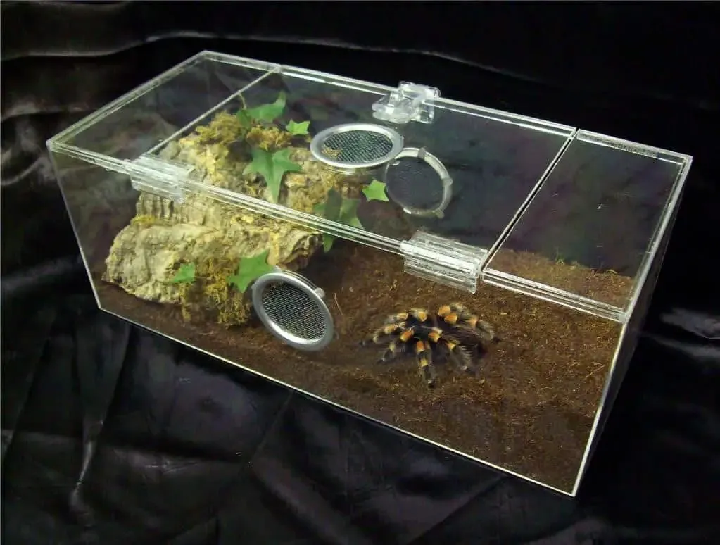 17726 choosing tarantula enclosure size