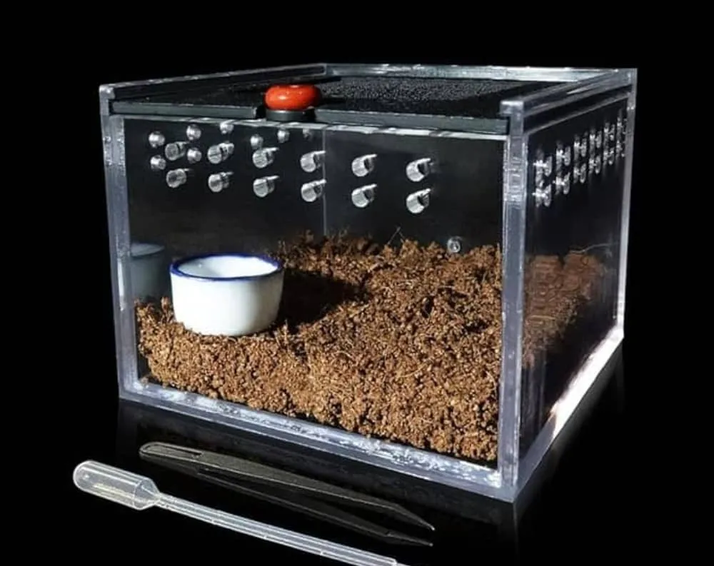 /img/17726-cleaning-tarantula-enclosure.webp