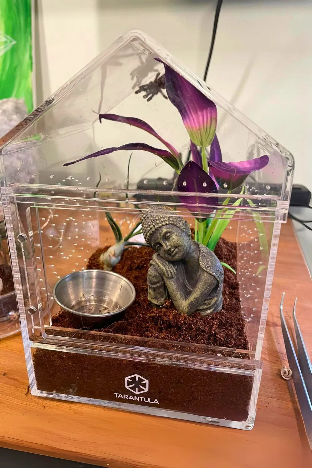 17726 tarantula hiding places