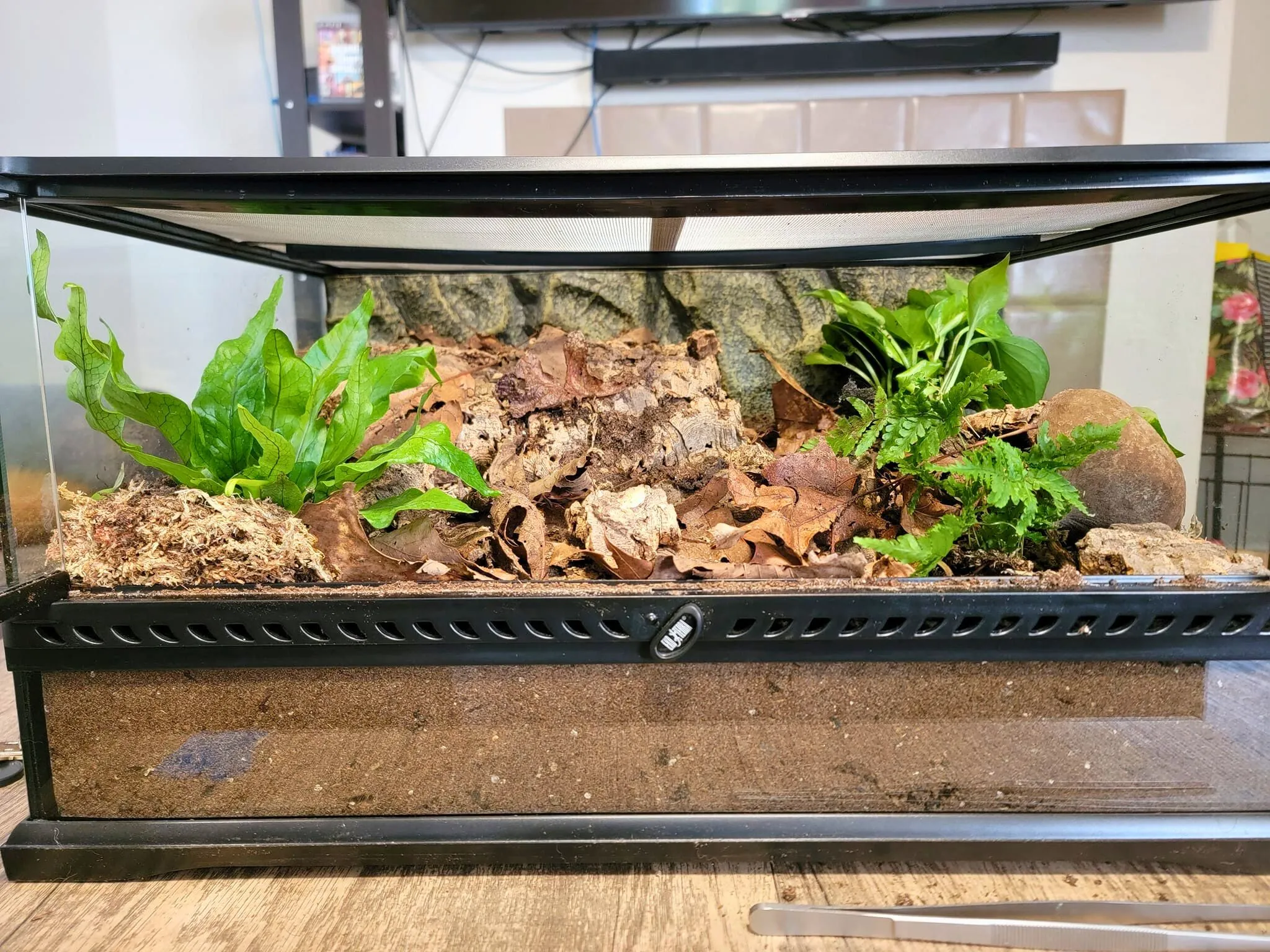 17726 tarantula water dish