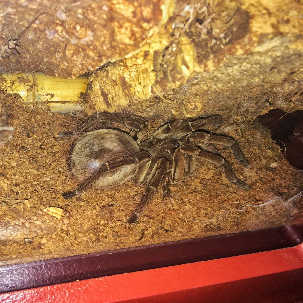 17727 tarantula eyesight