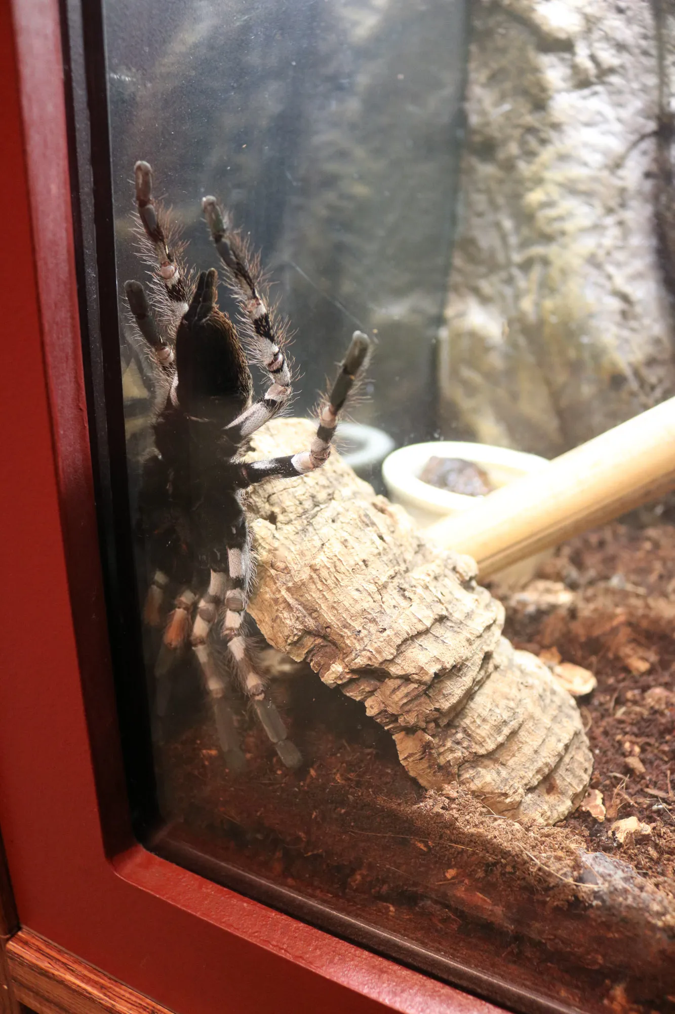 17727 tarantula hairs feet