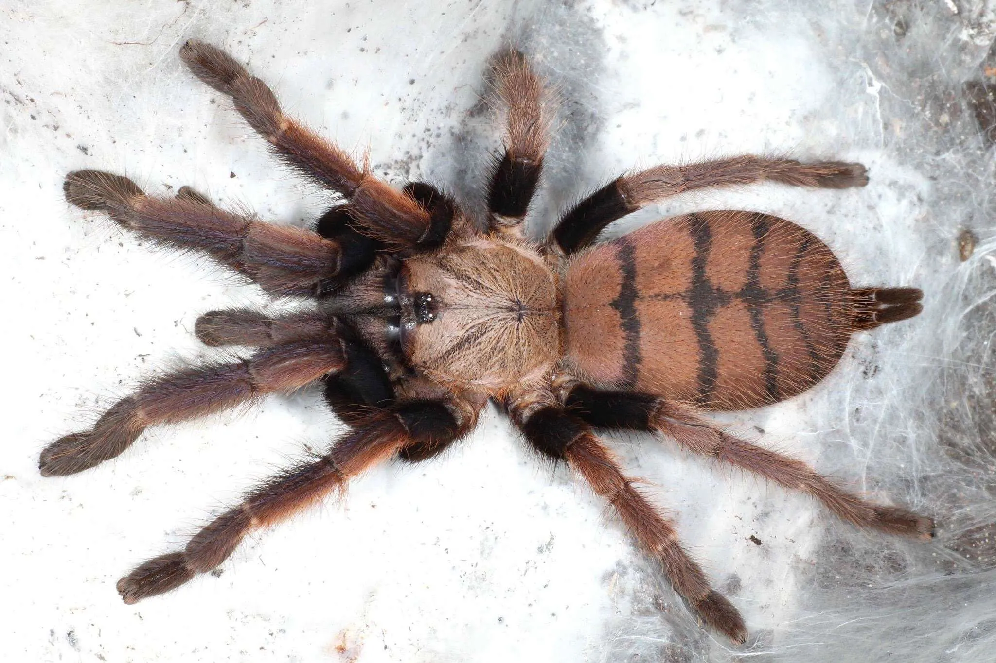 /img/17727-tarantula-hunting.webp