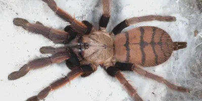 /img/17727-tarantula-hunting.webp