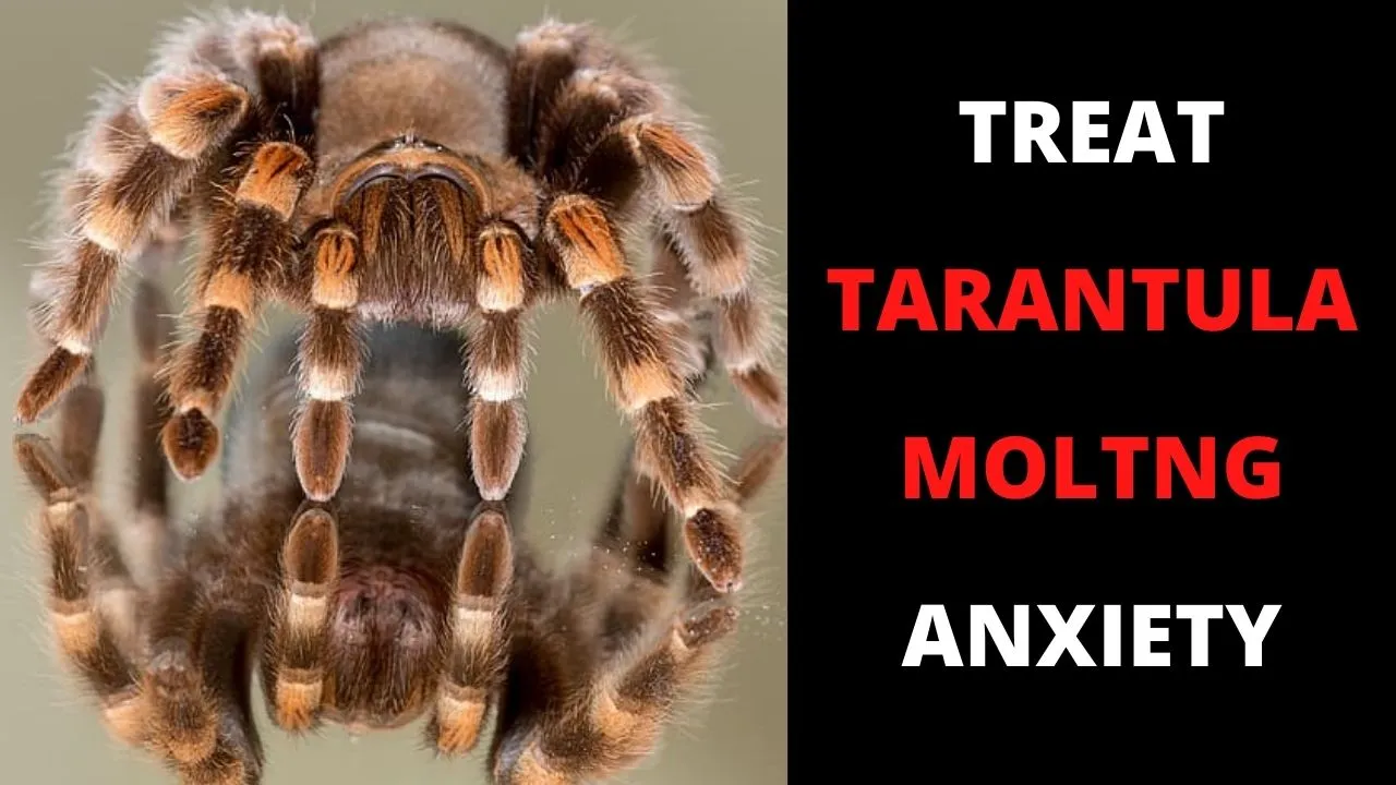 17727 tarantula mechanoreceptors