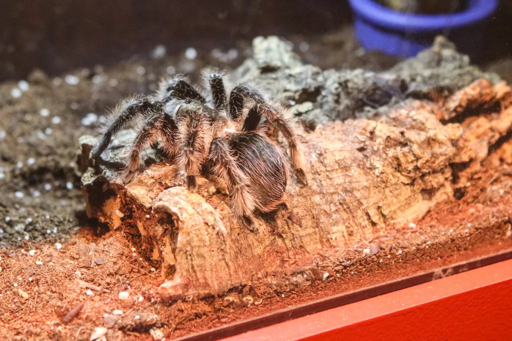 17727 tarantula vibration detection