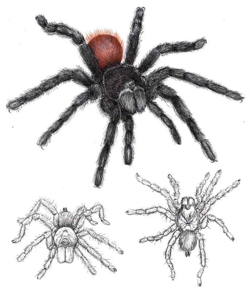 /img/17729-cleaning-tarantula-enclosure.webp