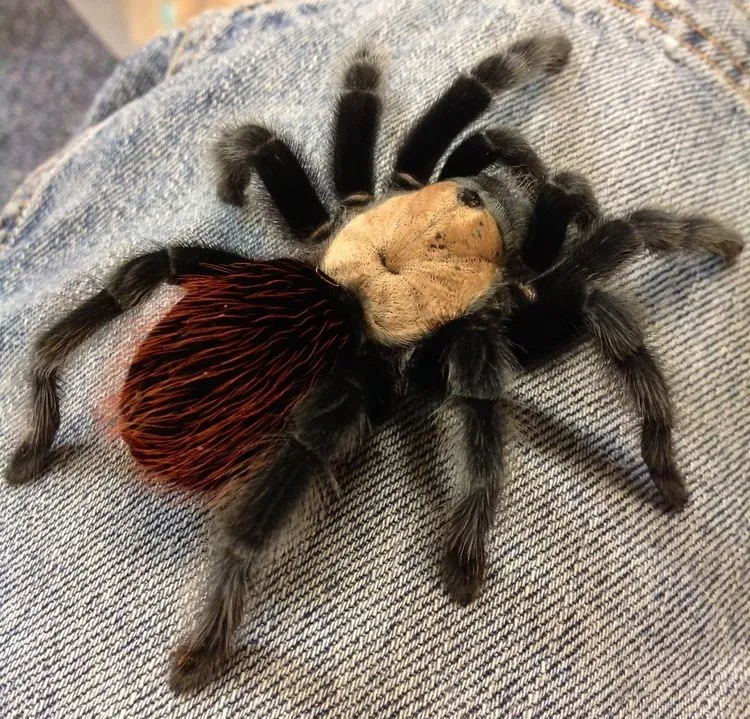 17729 inspecting tarantula