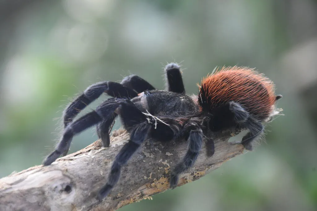 17729 mexican red rump tarantula close up