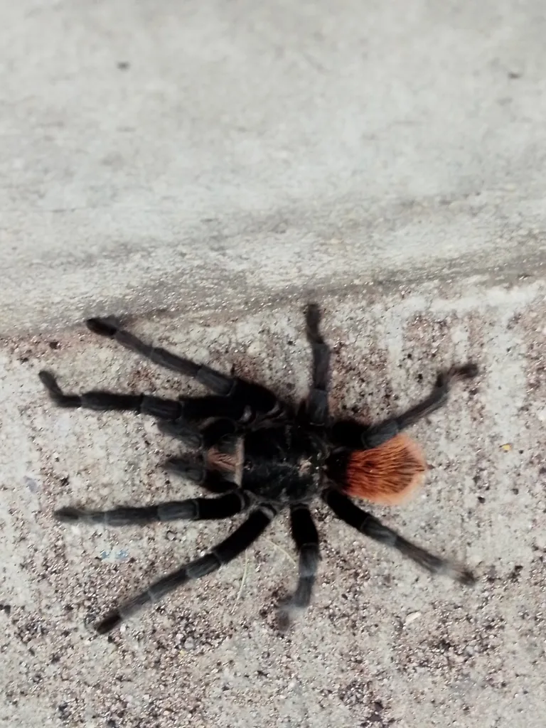 17729 soft brush tarantula
