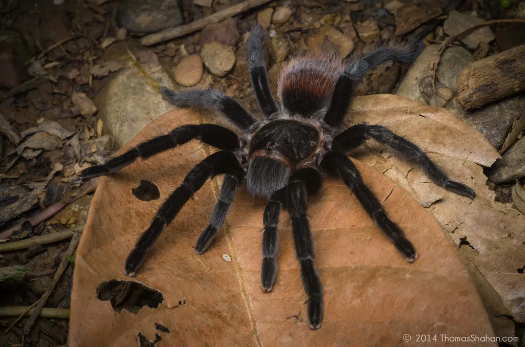 17729 tarantula handling tools