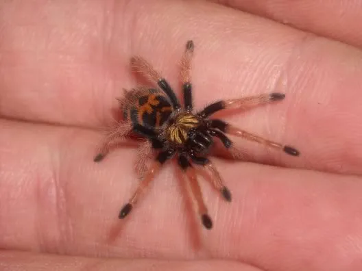 17730 baby tarantula feeding