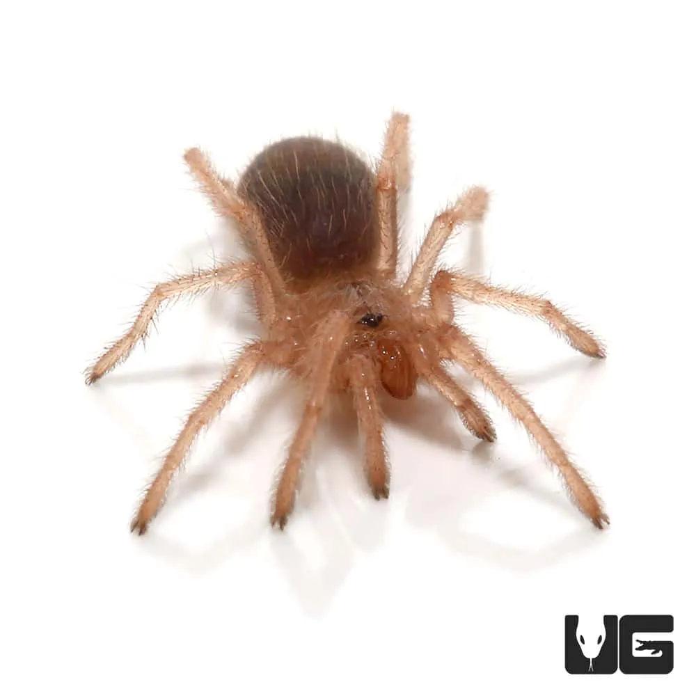 17730 baby tarantula handling