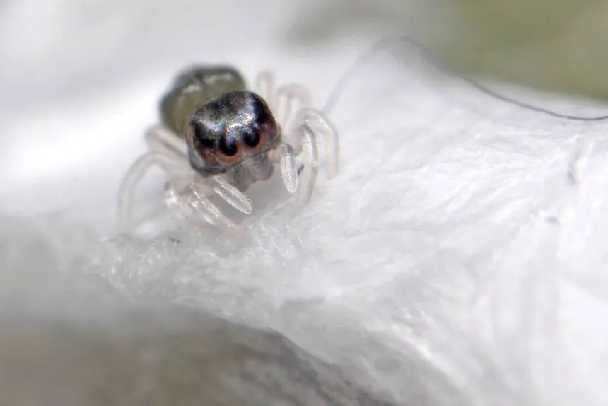 17730 baby tarantula housing