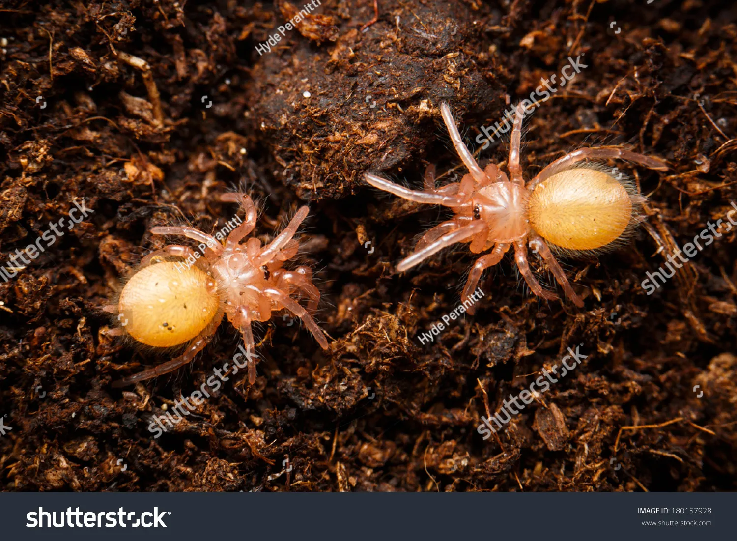 17730 baby tarantula introduction