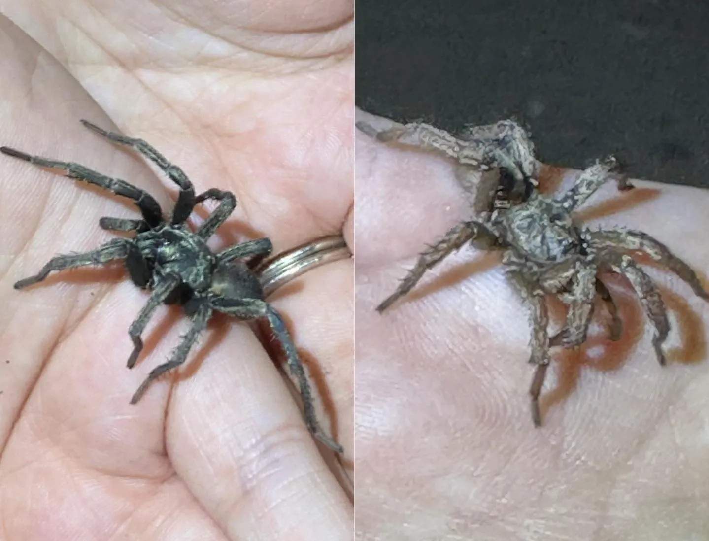 /img/17730-baby-tarantula-molting.webp