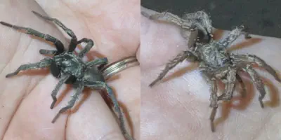 /img/17730-baby-tarantula-molting.webp