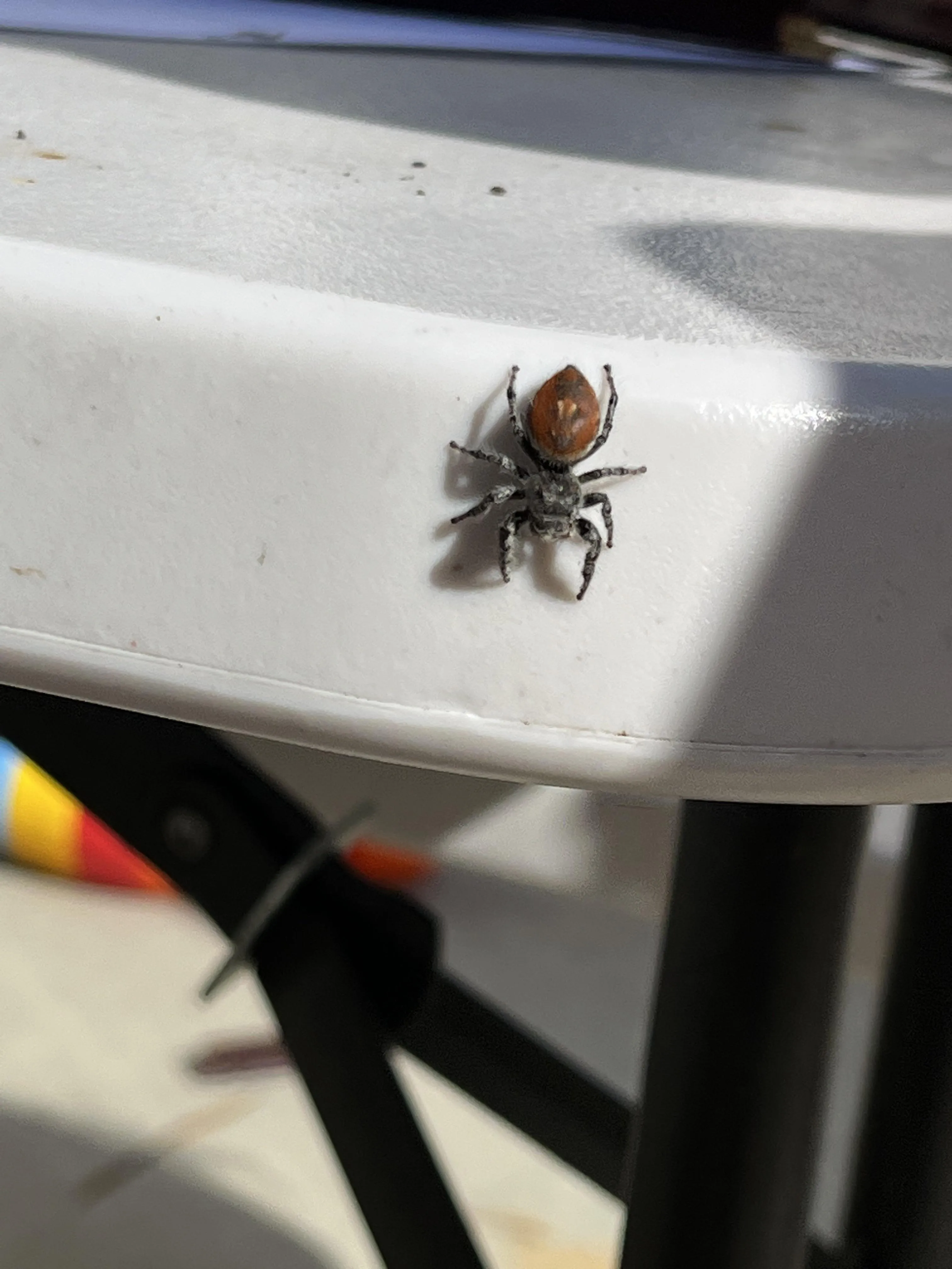 17730 baby tarantula watering