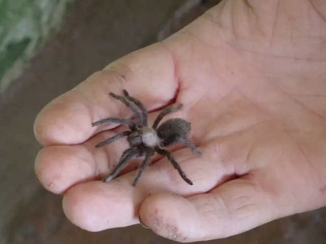 17730 choosing baby tarantula