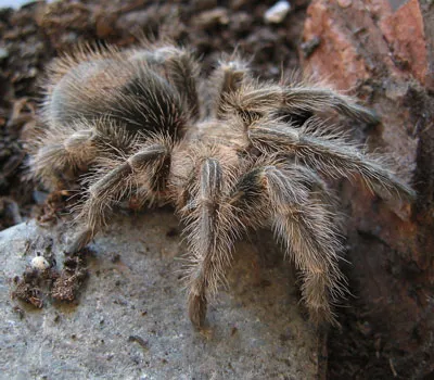 17731 rose hair tarantula feeding