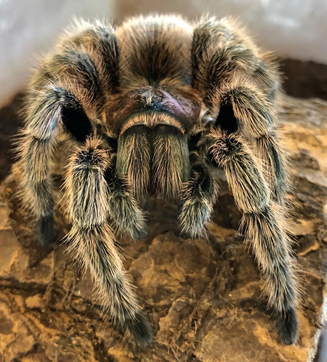 17731 rose hair tarantula handling